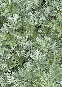 Artemisia 'Powis Castle'